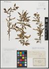 Foto von Salix russelliana Sm.